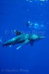Oceanic Whitetip Sharks 13b & Takako 050103