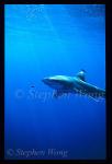 Oceanic Whitetip Sharks 14b, 050103