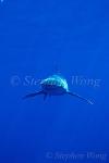 Oceanic Whitetip Sharks 15, 050103