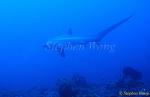 Pelagic Thresher Shark 02