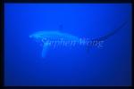 Pelagic Thresher Shark 04