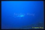 Pelagic Thresher Shark 05