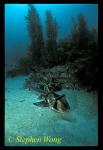 Port Jackson Shark 01 & kelp forest, 042803 copy