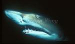 Sand Tiger Sharks 04