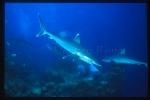 Silvertip Sharks 01 & Gray Reef Sharks