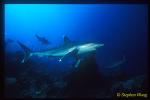 Silvertip Sharks 02 & Gray Reef Sharks