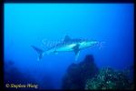 Silvertip Sharks 05