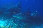 Silvertip Sharks 06
