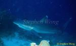 Silvertip Sharks 09