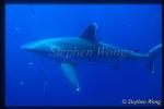 Silvertip Sharks 11