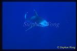 Silvertip Sharks 12