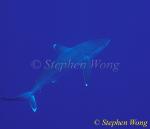Silvertip Sharks 13