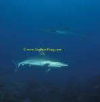Silvertip Sharks 21 060608