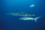 Silvertip Sharks 22 060608