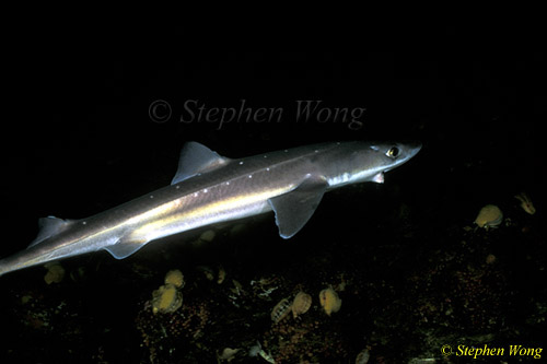 Spiny Dogfish (Shark), Jaw trouble, Van Is 110103
