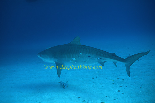 Tiger Shark 114 0705