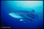 Whale Shark 03 with Amber Jacks