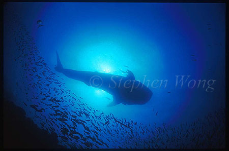 Whale Shark 04 about 15meters long
