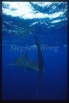 Whale Shark 06