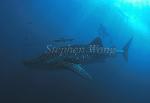 Whale Shark 13 & snorkeler