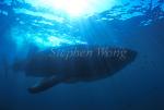 Whale Shark 16