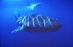 Whale Shark 18