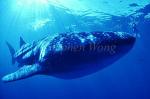 Whale Shark 24