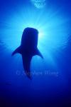 Whale Shark 25