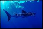 Whale Shark 26