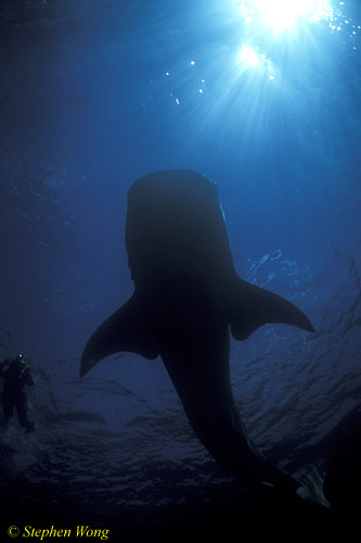 Whale Shark 27 020804
