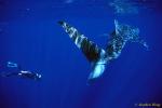 Whale Shark 29 & Takako 020804 Ningaloo2002