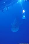 Whale Shark 30 110104