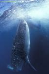 Whale Shark 32 110104
