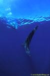 Whale Shark 33 110104
