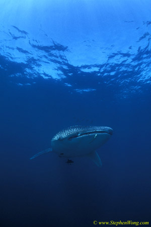 Whale Shark 34 110104