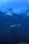 Whale Shark 34 110104