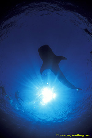 Whale Shark 36 110104