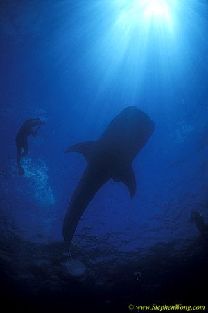 Whale Shark 37 110104