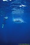 Whale Shark 39c 989194