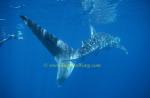 Whale Shark 40 & Takako 0705 Ningaloo2002