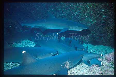 Whitetip Reef Sharks 103