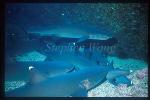 Whitetip Reef Sharks 103