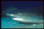 Whitetip Reef Sharks 104