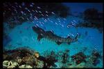 Whitetip Reef Sharks 105 & anthias