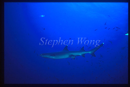 Whitetip Reef Sharks 107 CocosIs CostaRica1992
