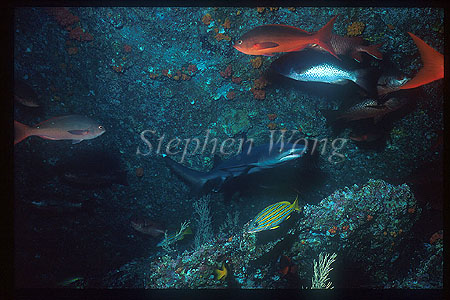 Whitetip Reef Sharks 108 baby & reef fishes, CocosIs CostaRica1992