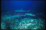 Whitetip Reef Sharks 111