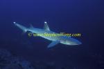 Whitetip Reef Sharks 112 060608