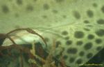 Zebra Shark claspers 01 meaning male's mating organs (comes in two)