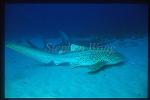 Zebra Shark & White-Spotted Shovelnose Ray 02